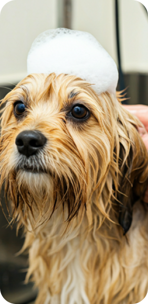Wet dog portrait