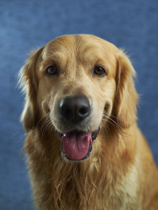 Dogs running training
