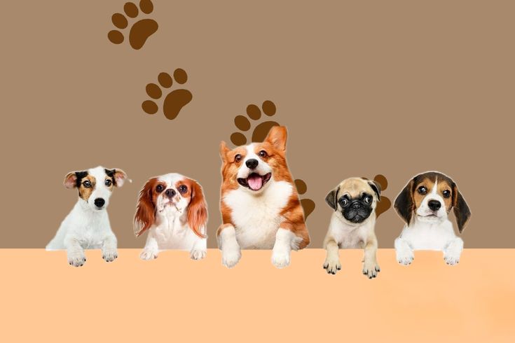 Pet show